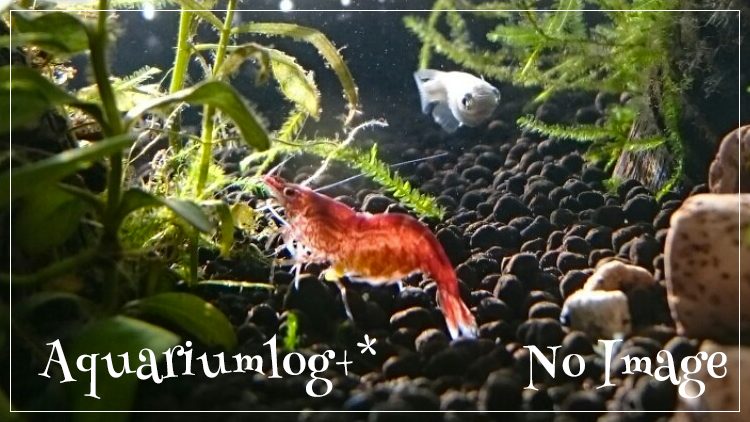 Aquariumlog ミナミヌマ系シュリンプを育て アクアリウムに挑戦している初心者ブログ